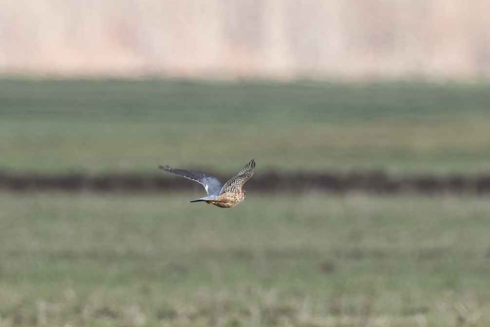 Merlin